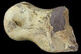 Ornithimimid Toe Bone - Alberta (Disposition #-) #96987-3